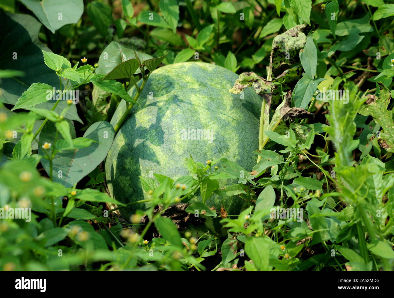 Wassermelone oder Citrullus lanatus Dunkel grüne Pflanze, die in der Garten mit Blättern und anderen Pflanzen an warmen Sommertagen umgeben Stockfoto