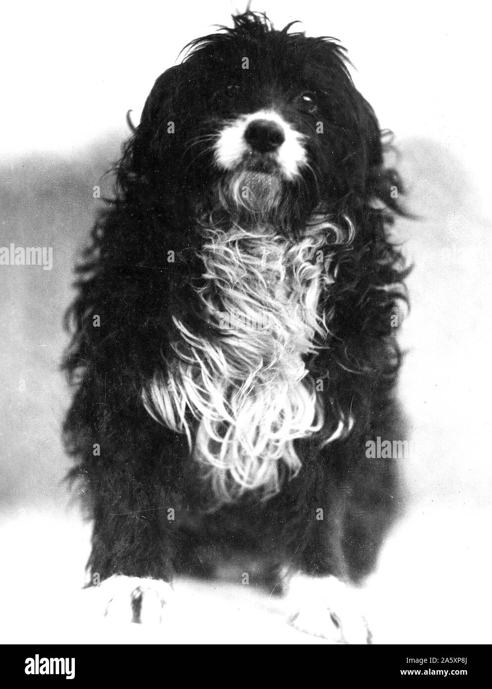 Vesle, einem französischen Krieg Hund von den Deutschen im Juli 1918 gefangen, als sie sich in Chateau Thierry kamen. Nach mehreren Wochen der Gefangenschaft, schwamm er das Schiff den Fluss und verband zwei amerikanischen Korrespondenten, die Ihn angenommen. Stockfoto