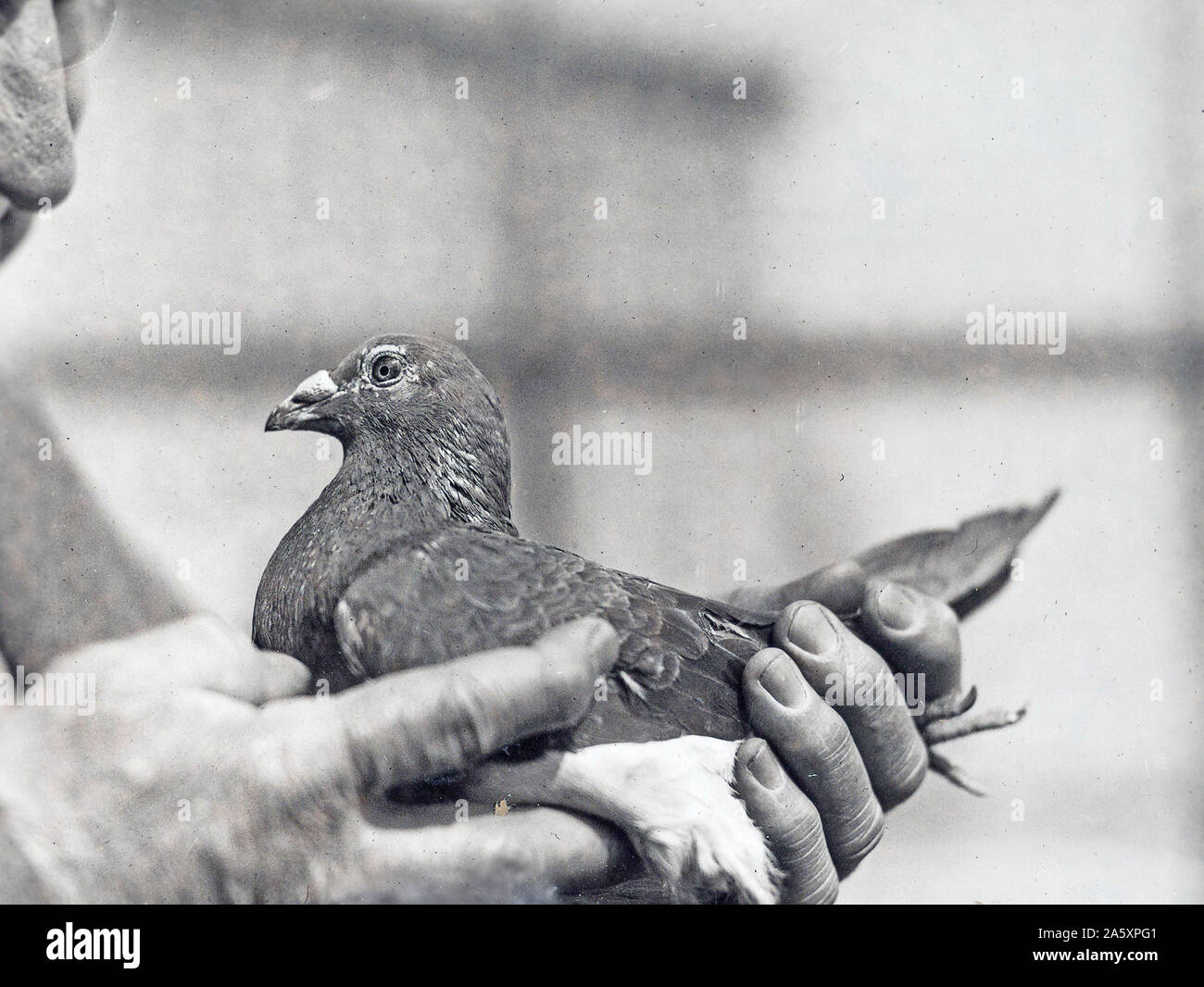 Held, Tauben und andere vom über-See. Der poilu, ein Held Vogel 4/22/1919 Stockfoto