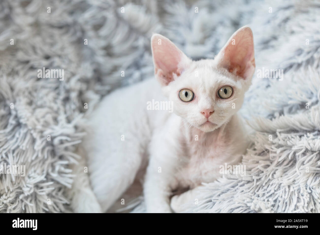 Eine niedliche kleine weiße Katze mit großen Ohren, liegend auf einem grauen flauschige Decke. Die Katze ist eine reinrassige Devon Rex. Stockfoto