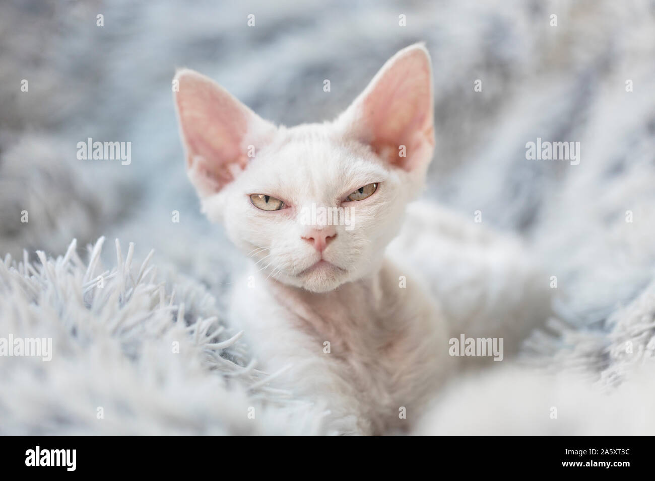 Eine weiße wütend Kätzchen mit Haltung mit Blick auf den Betrachter mit halb geöffneten Augen. Die junge Katze ist eine reinrassige Devon Rex kitten, und legt sie auf einem weißen Stockfoto
