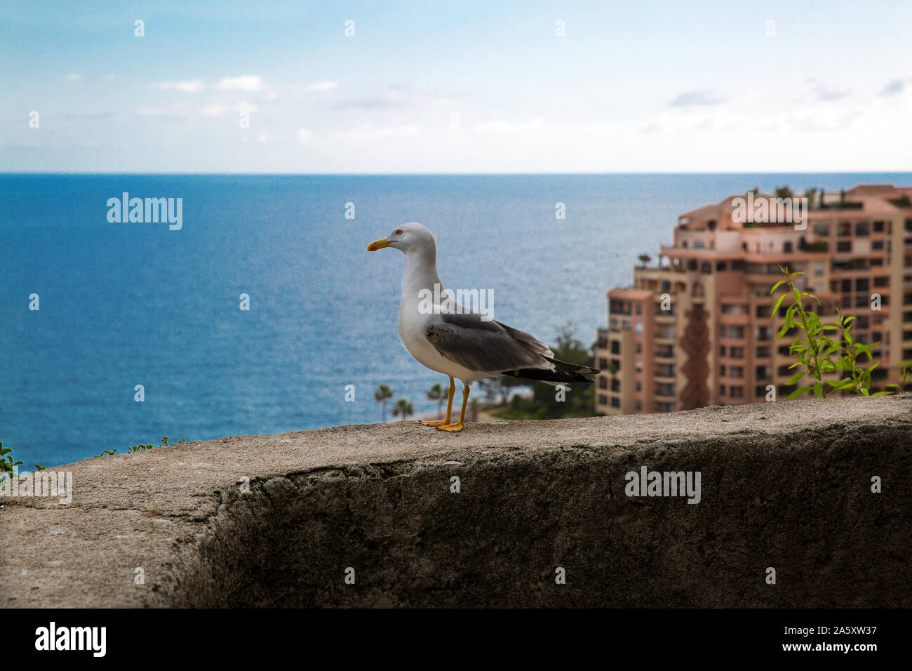 Sea Gull (Mew Gull) und Meer Panorama, Monaco. Französische Riviera. Stockfoto