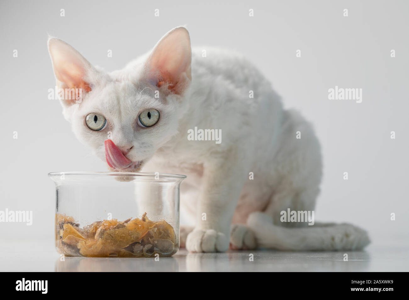 Eine niedliche kleine weiße Devon Rex Katze essen Heimtierfutter aus einer Glasschale auf einem weißen Hintergrund. Die kleine Katze ist ein Blick auf die Zuschauer und sie leckt Stockfoto