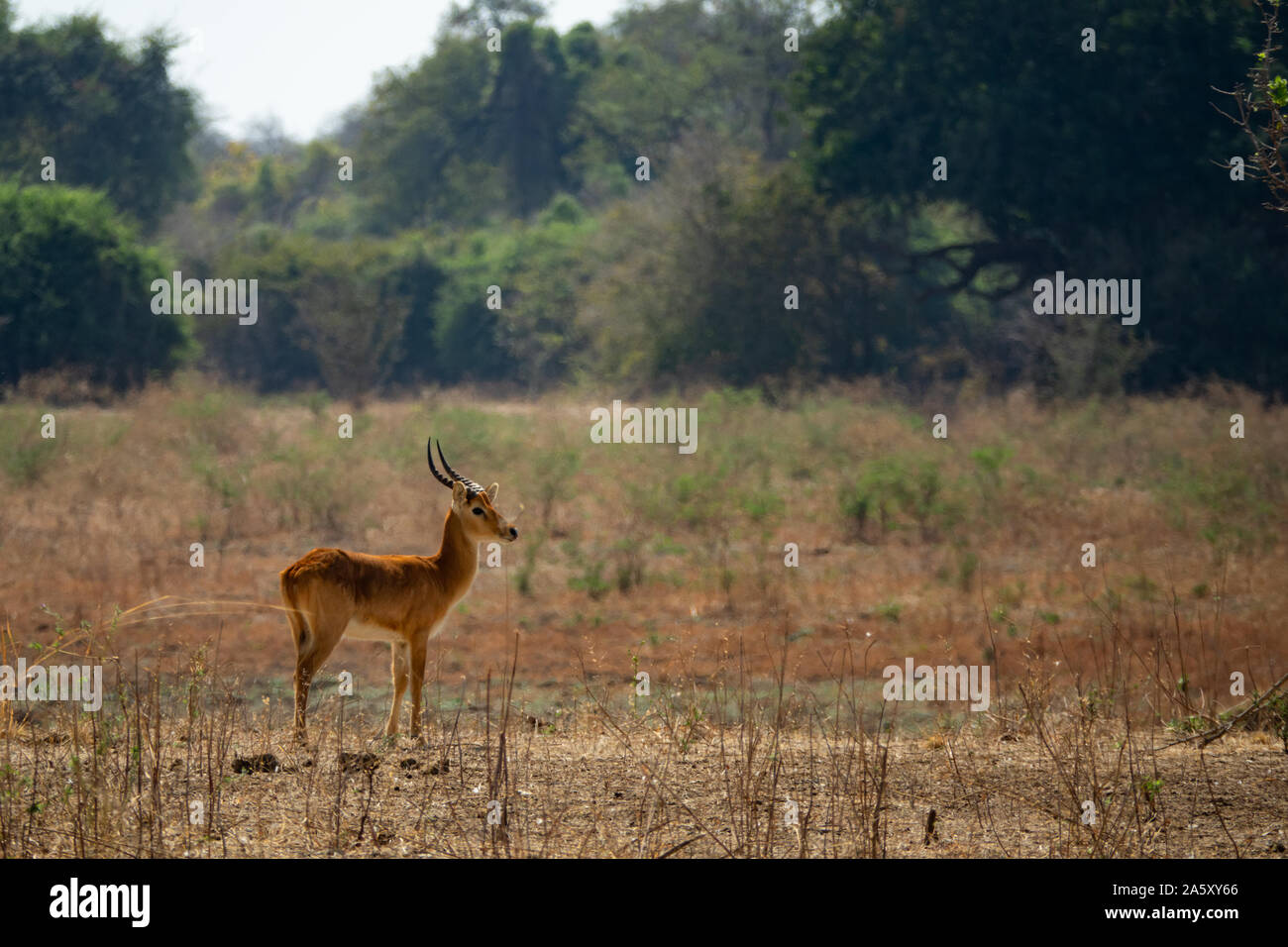 Puku männliche Antilope allein in der Wildnis Stockfoto