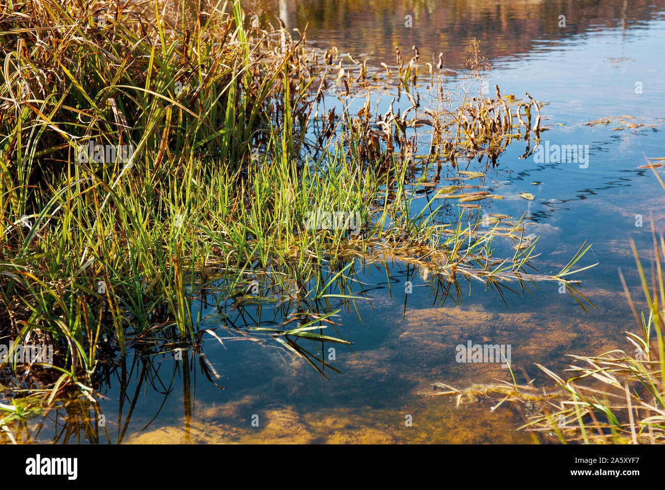 Grüne Wasserpflanzen in natürlichen See Stockfoto