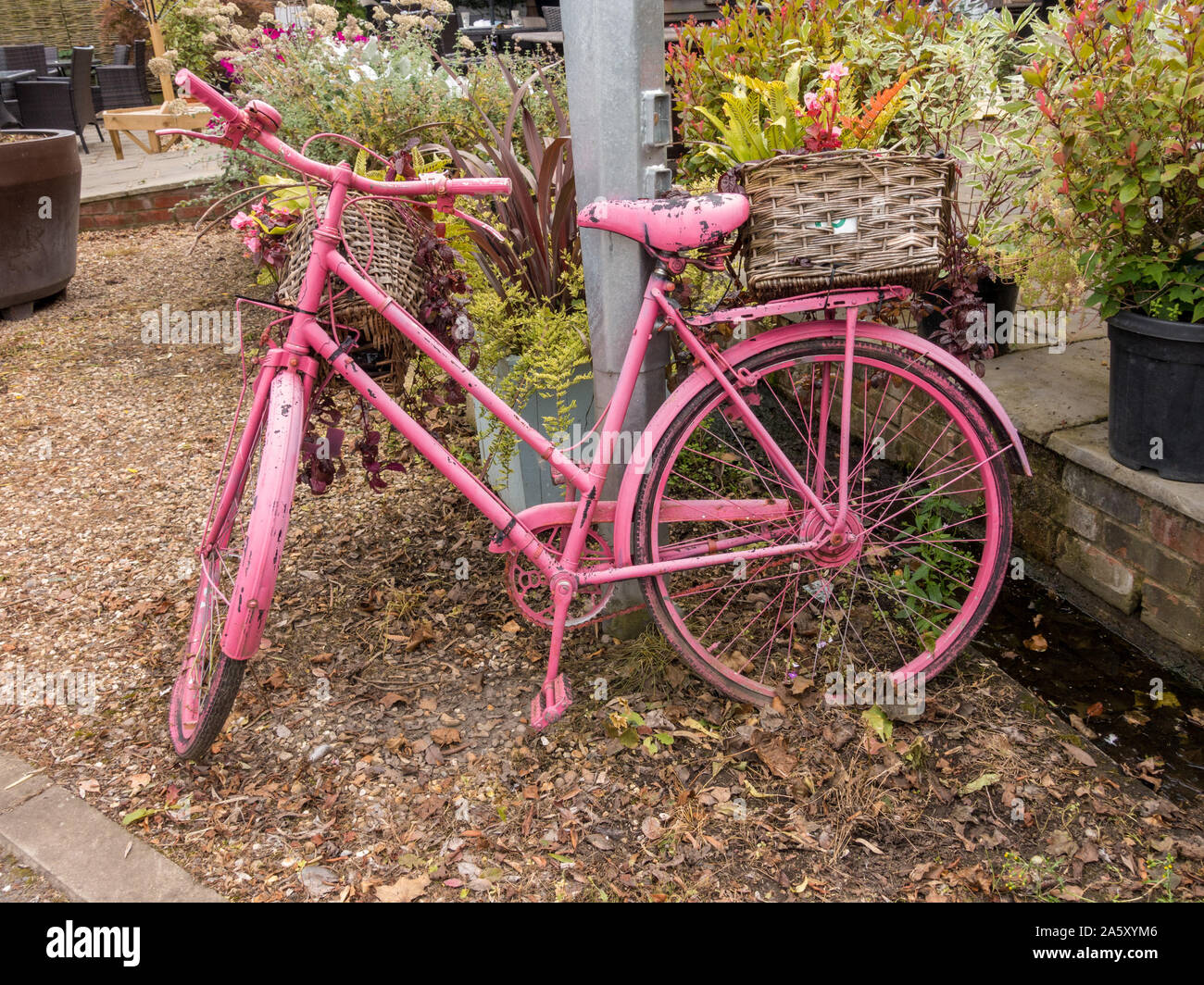 Alte, rosa lackiert, Woman's Fahrrad mit weidenkörbe in Uppingham Garten Center, Rutland, England, Großbritannien Stockfoto