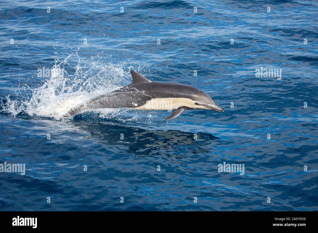 Diese Gemeinen Delphin, Delphinus Delphis, war in einer Schule von über 1000 im Pazifik vor Mexiko. Stockfoto