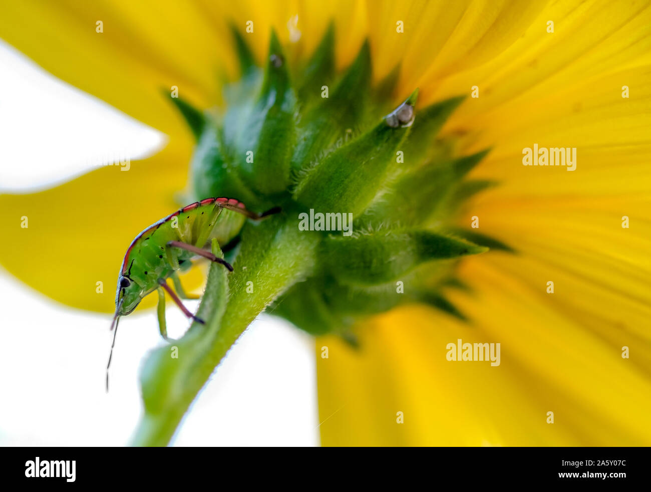 Grüne Bed Bug Insekt auf eine gelbe Blume Hintergrund, hemiptera, Natur Tierwelt Stockfoto