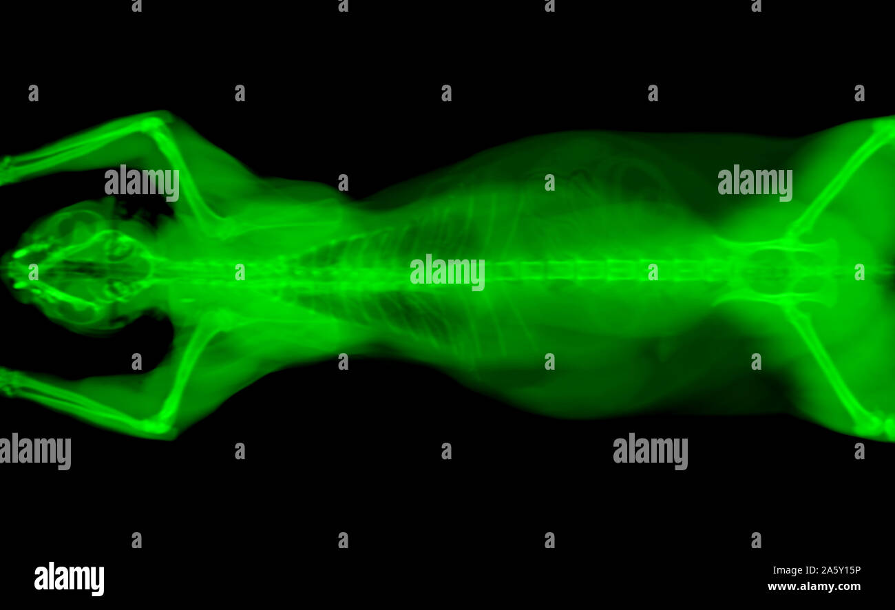 Grün CT Scan einer katze Haustier auf einem schwarzen Hintergrund. Onkologe tierärztliche Diagnose x-ray Test. Stockfoto