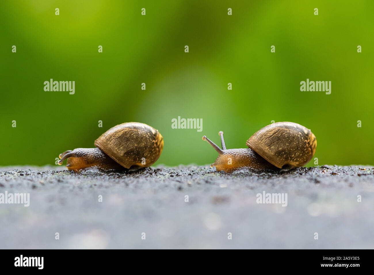 Zwei garten Schnecken kriechen nach einander auf nassen Boden mit grünem Hintergrund Stockfoto
