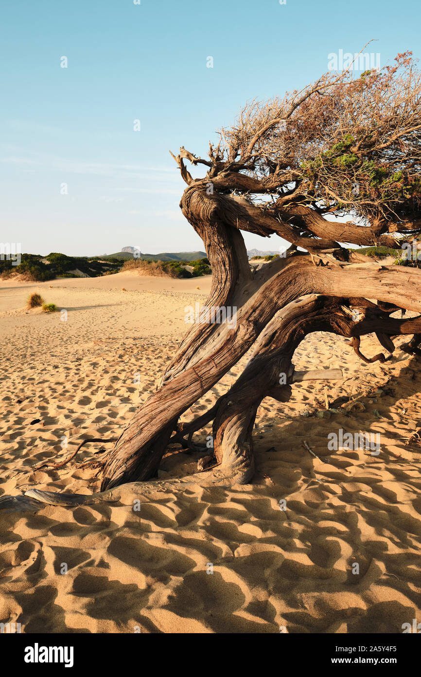 Die trockene Wüste Sand Dünenlandschaft und Twisted windswept Baum auf die Dünen von Piscinas/Dune di Piscinas, Costa Verde Küste, Sardinien Italien Europa Stockfoto