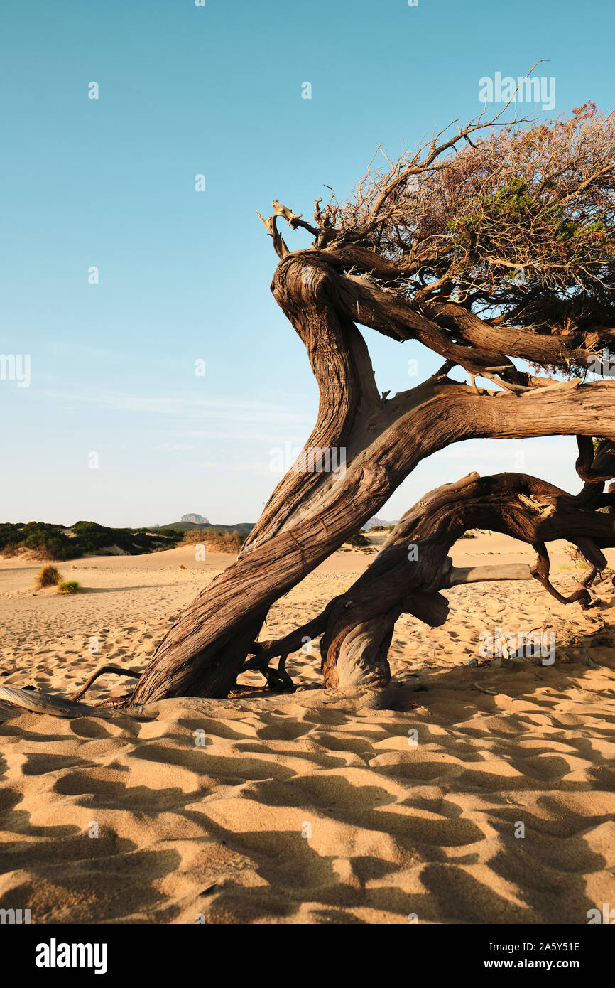 Die trockene Wüste Sand Dünenlandschaft und Twisted windswept Baum auf die Dünen von Piscinas/Dune di Piscinas, Costa Verde Küste, Sardinien Italien Europa Stockfoto