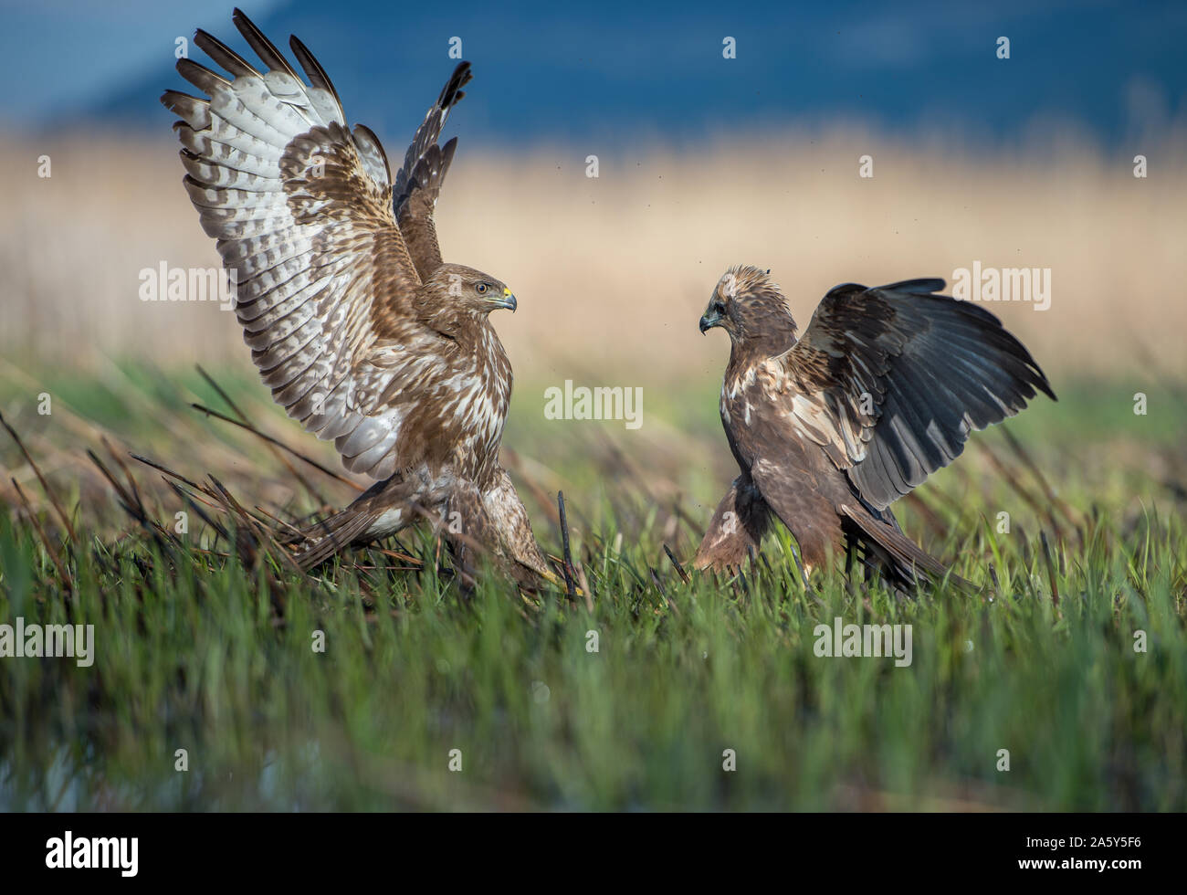 Vs Mäusebussard (Buteo buteo), Rohrweihe (Circus aeruginosus) Stockfoto