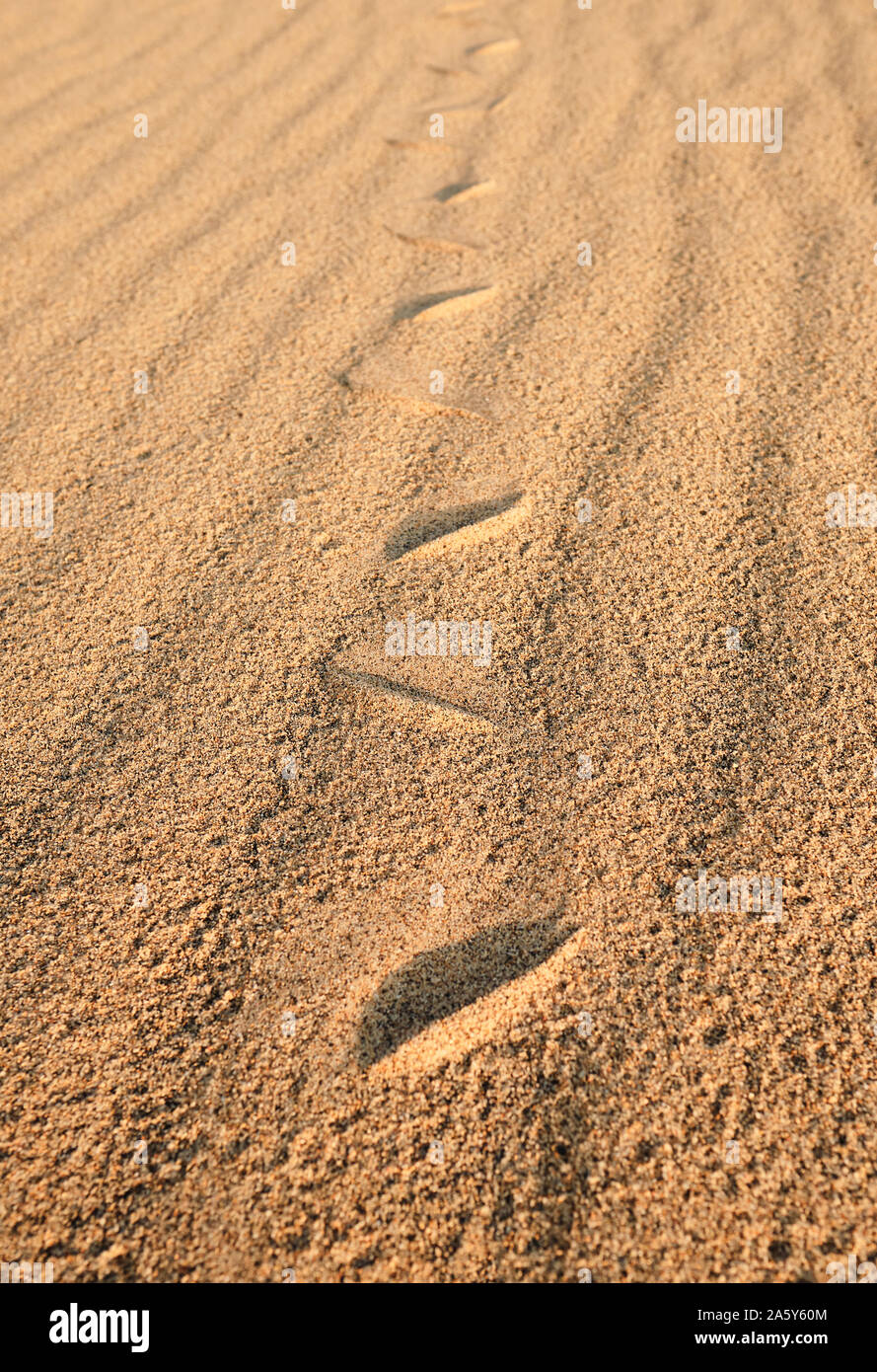 Eine Schlange Track/Titel auf Golden Desert sand Stockfoto