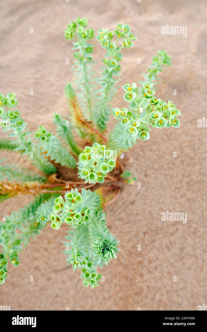 Die Flora der Dünen von Piscinas/Dune di Piscinas, Costa Verde Küste, Sardinien Italien Europa Stockfoto
