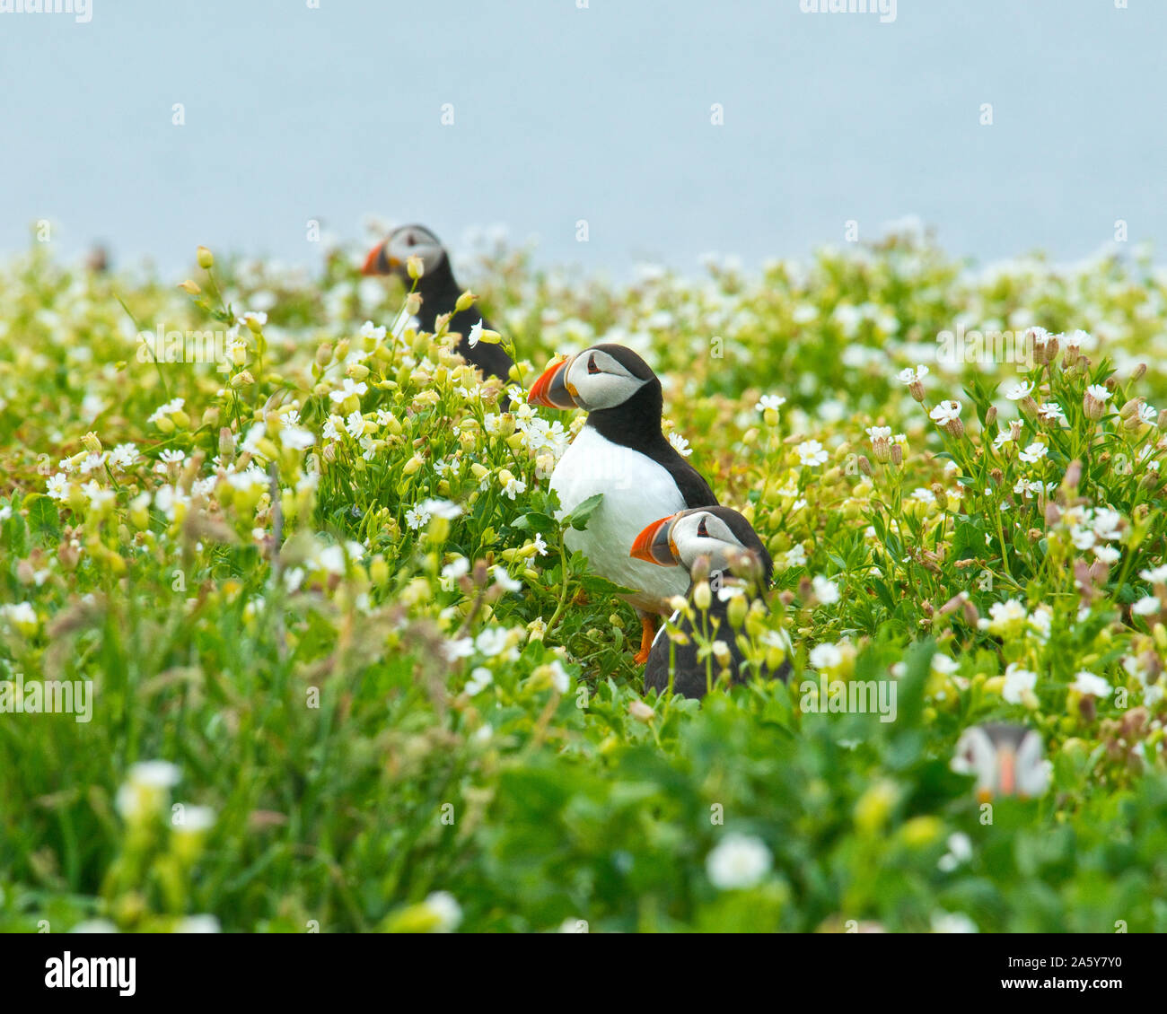 Papageitaucher (Fratercula arctica) unter den Blumen. Farne Islands, Northumberland Stockfoto