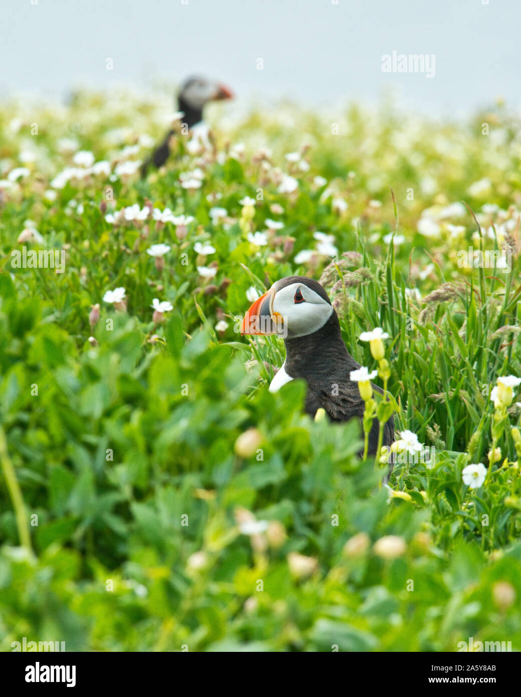 Papageitaucher (Fratercula arctica) unter den Blumen. Farne Islands, Northumberland Stockfoto