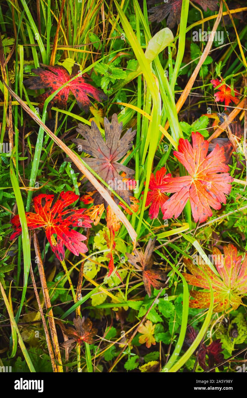 Bunte Herbstliche Blätter und grüne Gras, natürliche senkrechte Hintergrund Foto Stockfoto