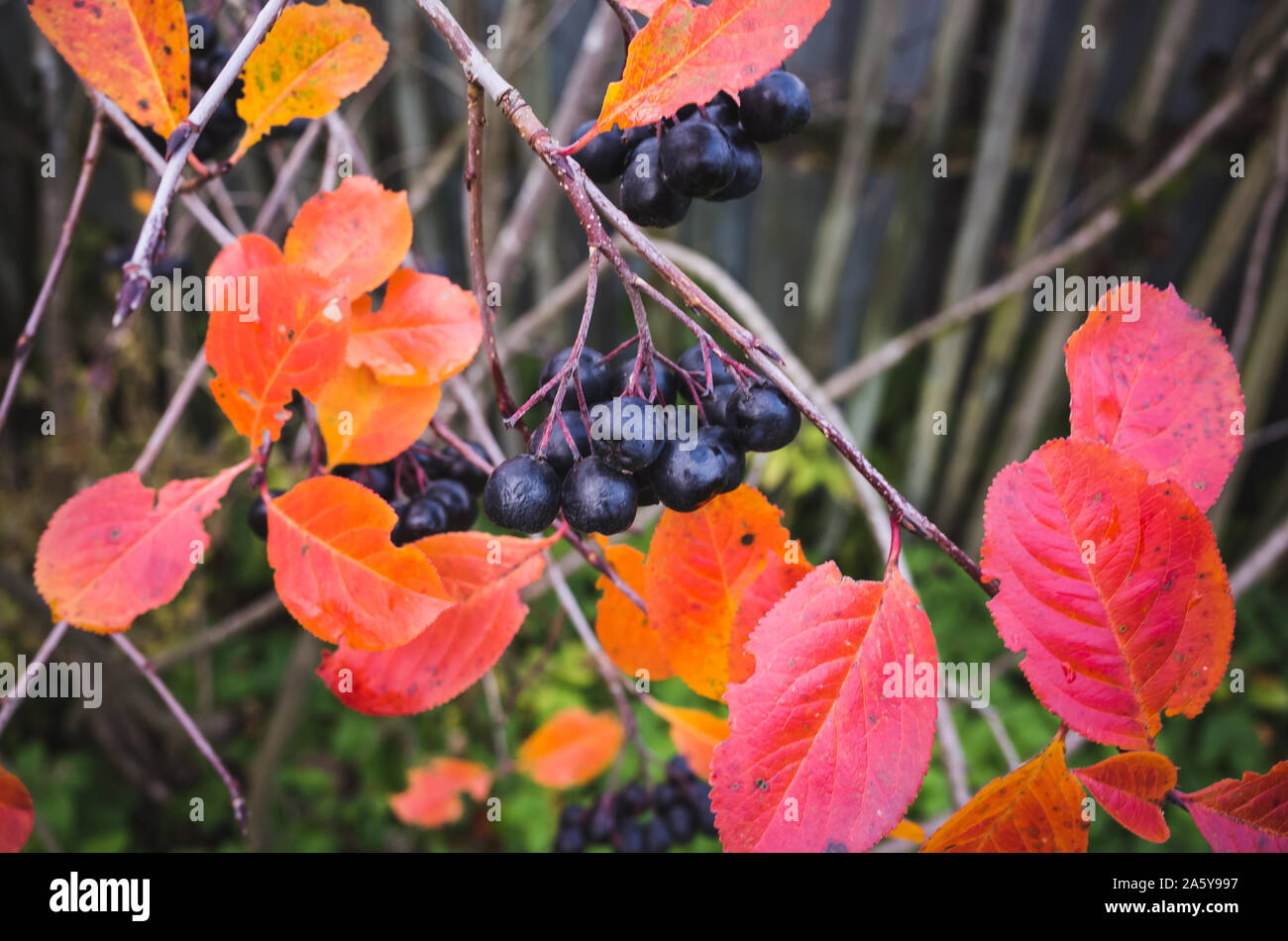 Aronia bush Zweige mit rotem Laub im Herbst, Makro Foto mit chokeberries. Es als Zierpflanzen und als Lebensmittel angebaut. Die Sou Stockfoto
