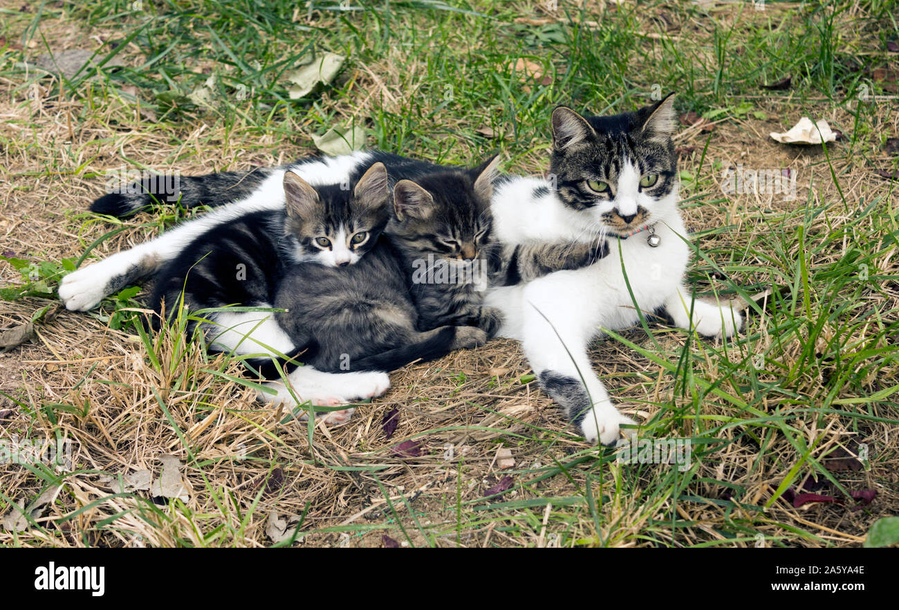Hohe Betrachtungswinkel Porträt einer Makrele Katze Mutter liegen auf Gras mit zwei Kätzchen ihren Schoß genießen. Stockfoto