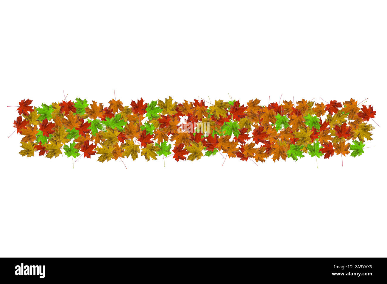 Herbst Rahmen mit bunten marple Blätter auf weißem Hintergrund mit Platz kopieren. Flach, Ansicht von oben. Stockfoto