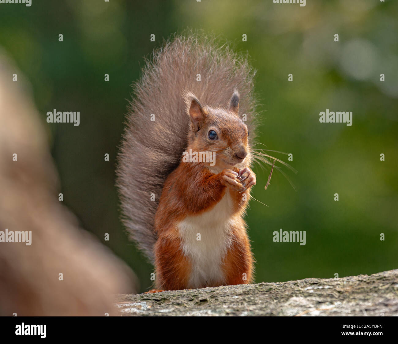 Eichhörnchen, Pfauen und Elstern Stockfoto