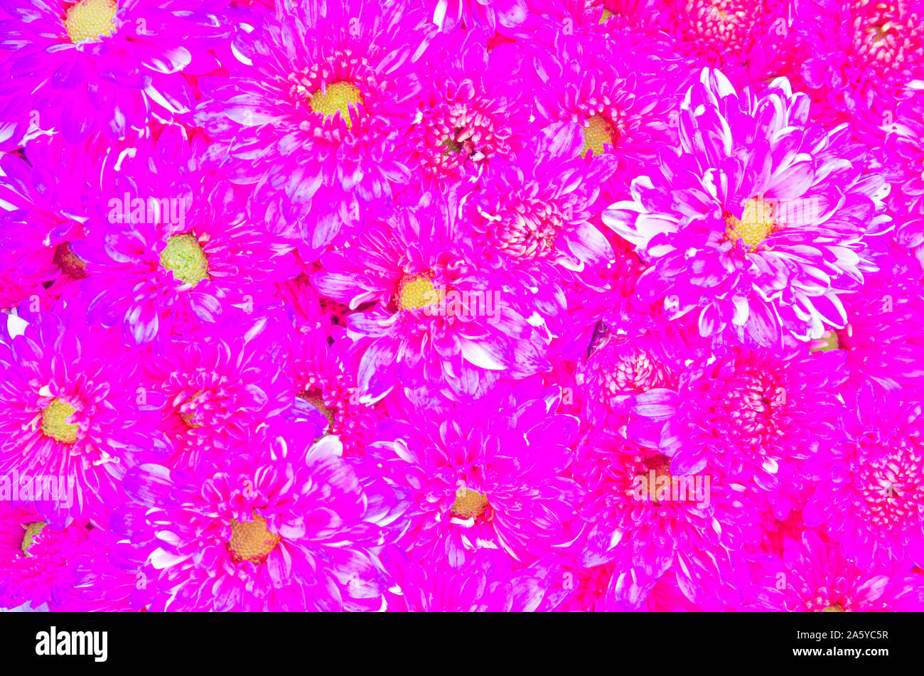 Abbildung: lila Dahlia pinnata Stockfoto
