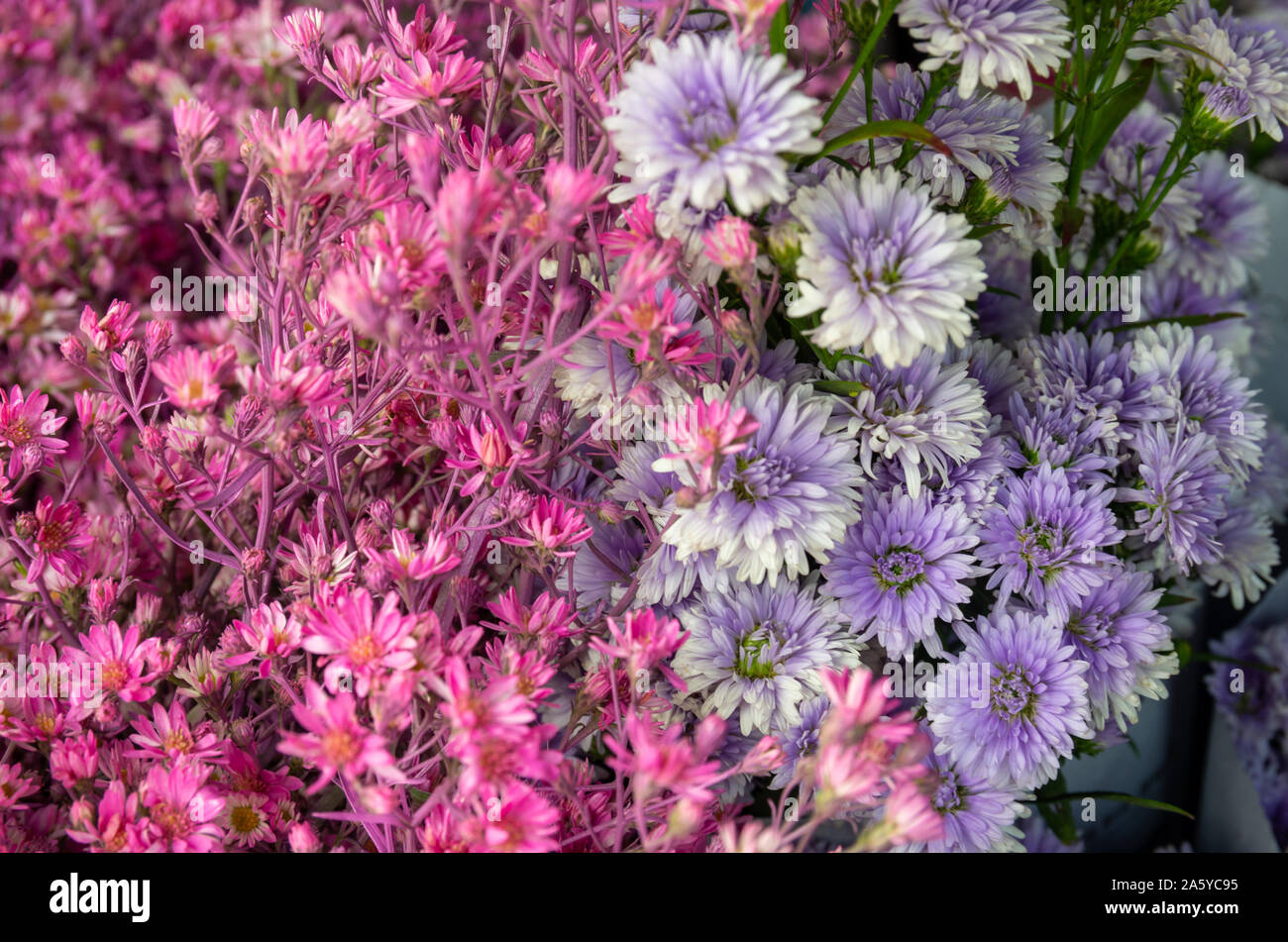 Bündel von rot und lila Blumen - Nahaufnahme - Ausgewählte konzentrieren Stockfoto
