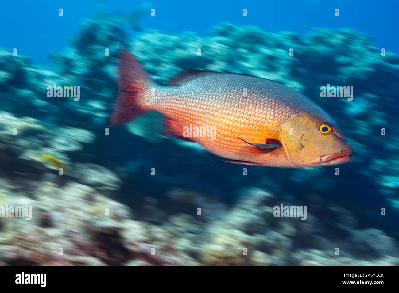 Ein verschwommenes Bild eines Red Snapper, Lutjanus bohar, vor der Insel Yap der Föderierten Staaten von Mikronesien. Stockfoto