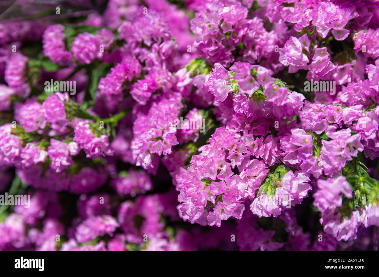 Bündel von lila Perez sea Lavendel (Limonium perezii) - Nahaufnahme - ausgewählte Fokus - text Raum Stockfoto
