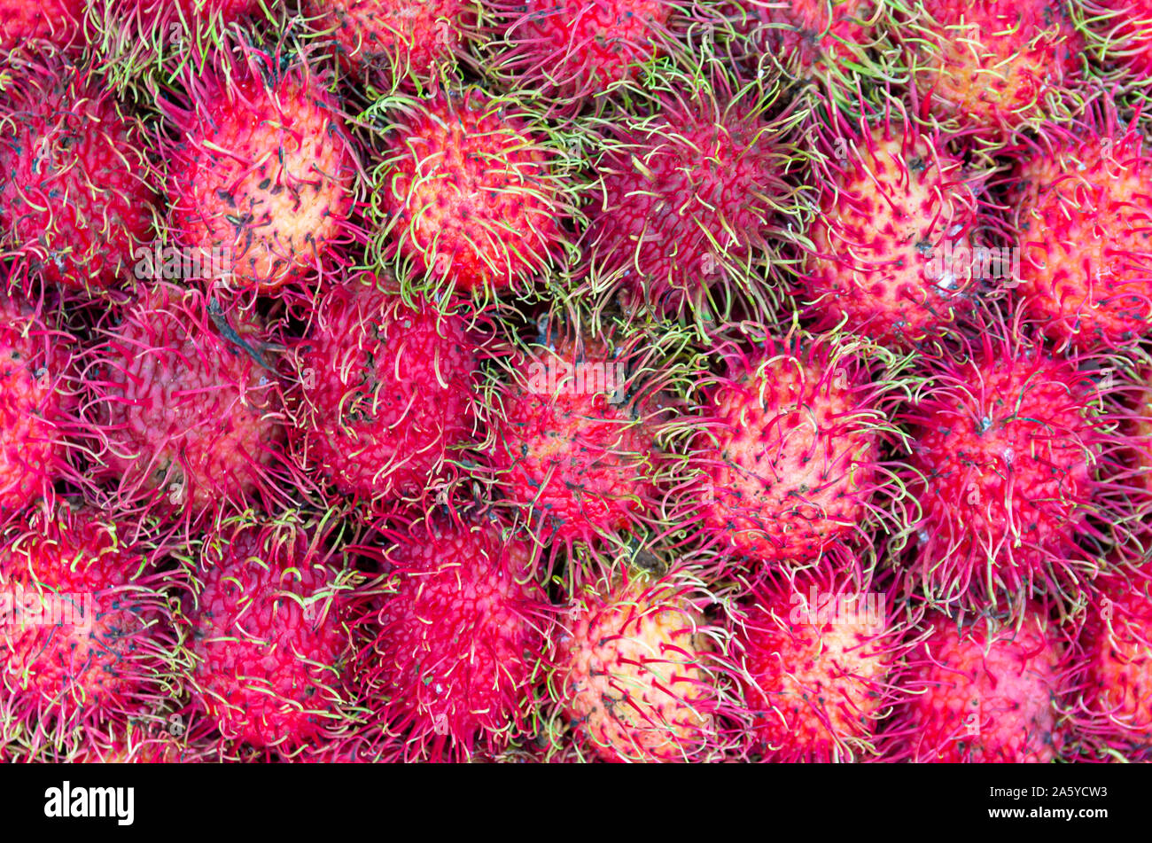 Menge Früchte Rambutan (Nephelium lappaceum) - in der Nähe Stockfoto
