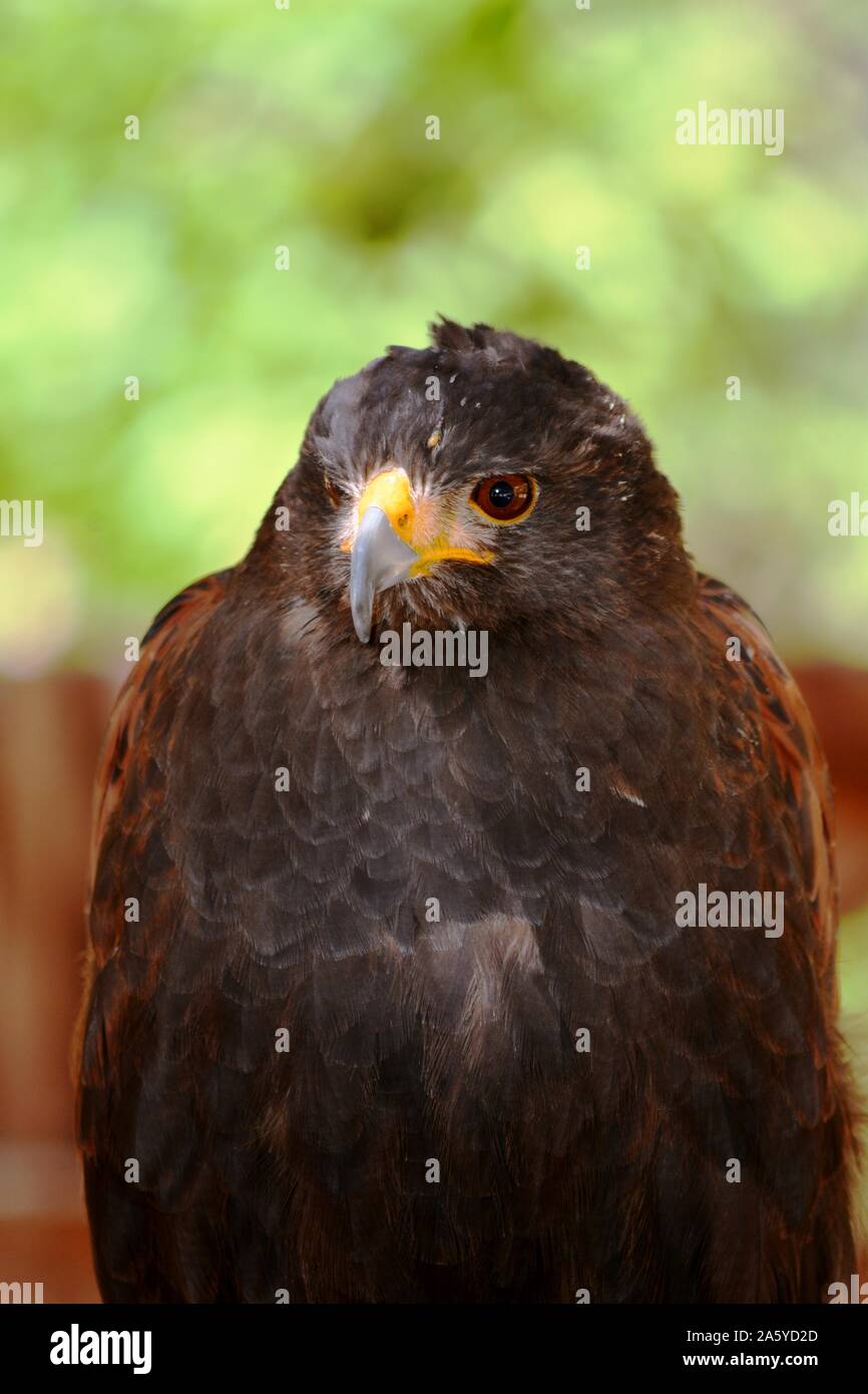 Porträt von einem Adler mit einem gelben Schnabel Stockfoto
