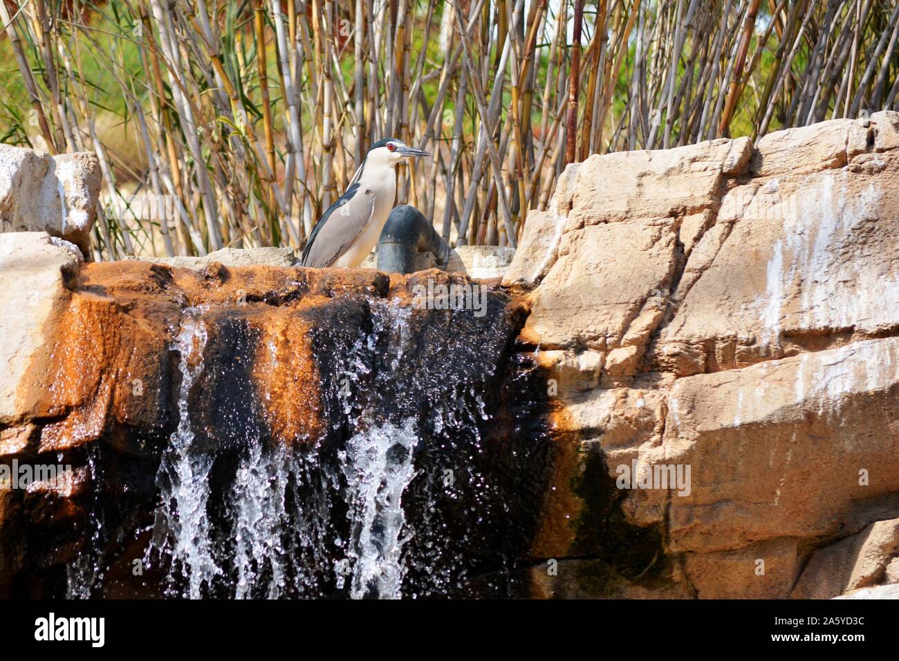 Ein Reiher stehend in einen Felsen auf einer Kaskade Stockfoto