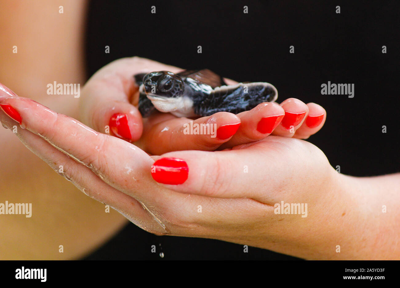 Baby Schildkröten schlüpfen. Einen Tag alt Meeresschildkröten in Hikkaduwa in der Turtle Farm., Sri Lanka. Unechte baby Sea Turtle Stockfoto