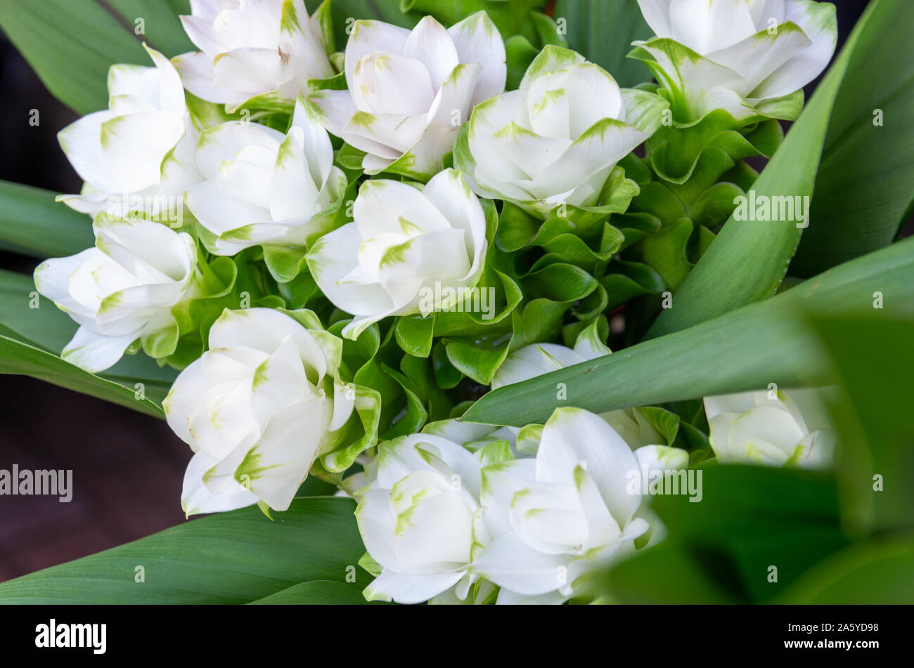 Blumenstrauß aus weißem Lisianthus (eustoma) - Nahaufnahme - ausgewählte Fokus - text Raum Stockfoto