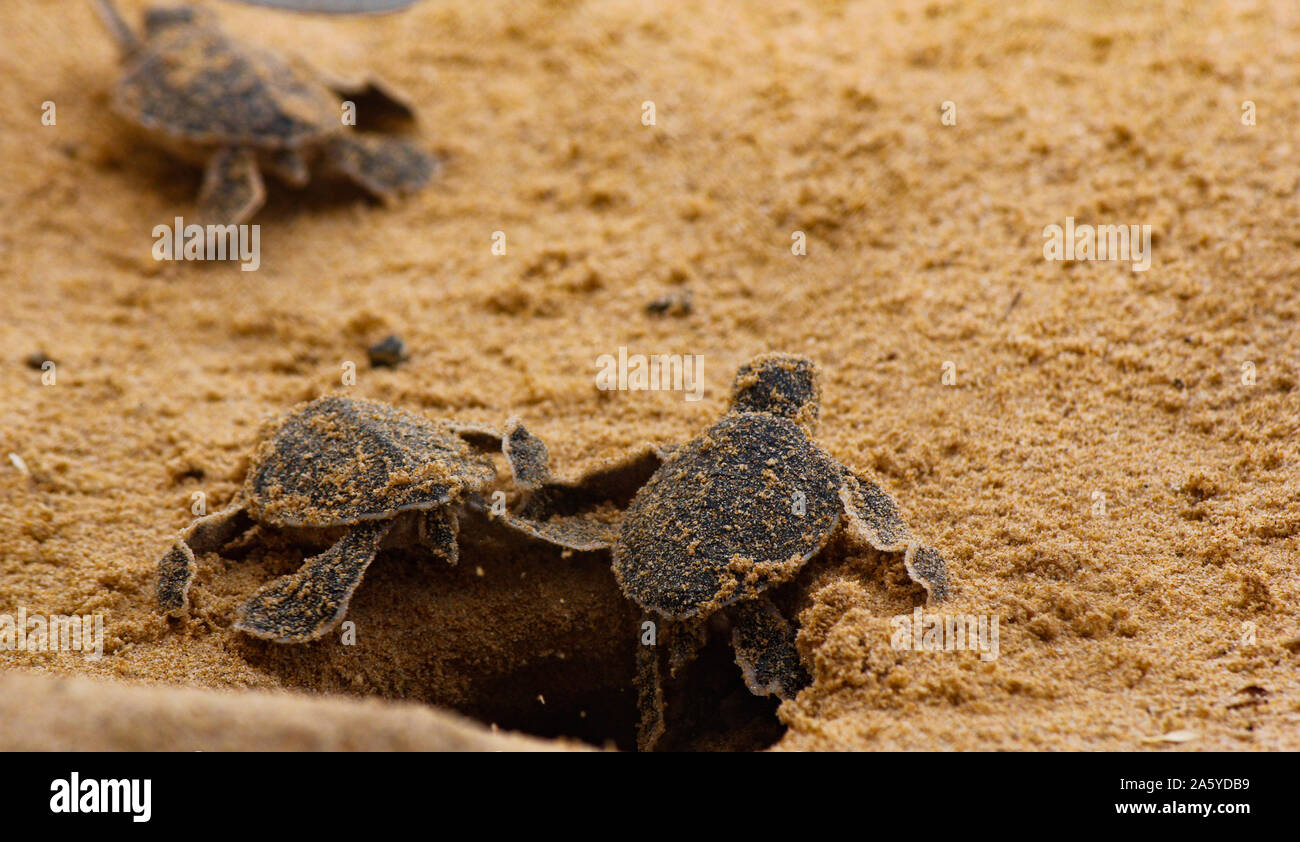 Baby Schildkröten schlüpfen. Einen Tag alt Meeresschildkröten in Hikkaduwa in der Turtle Farm., Sri Lanka. Unechte baby Sea Turtle Stockfoto