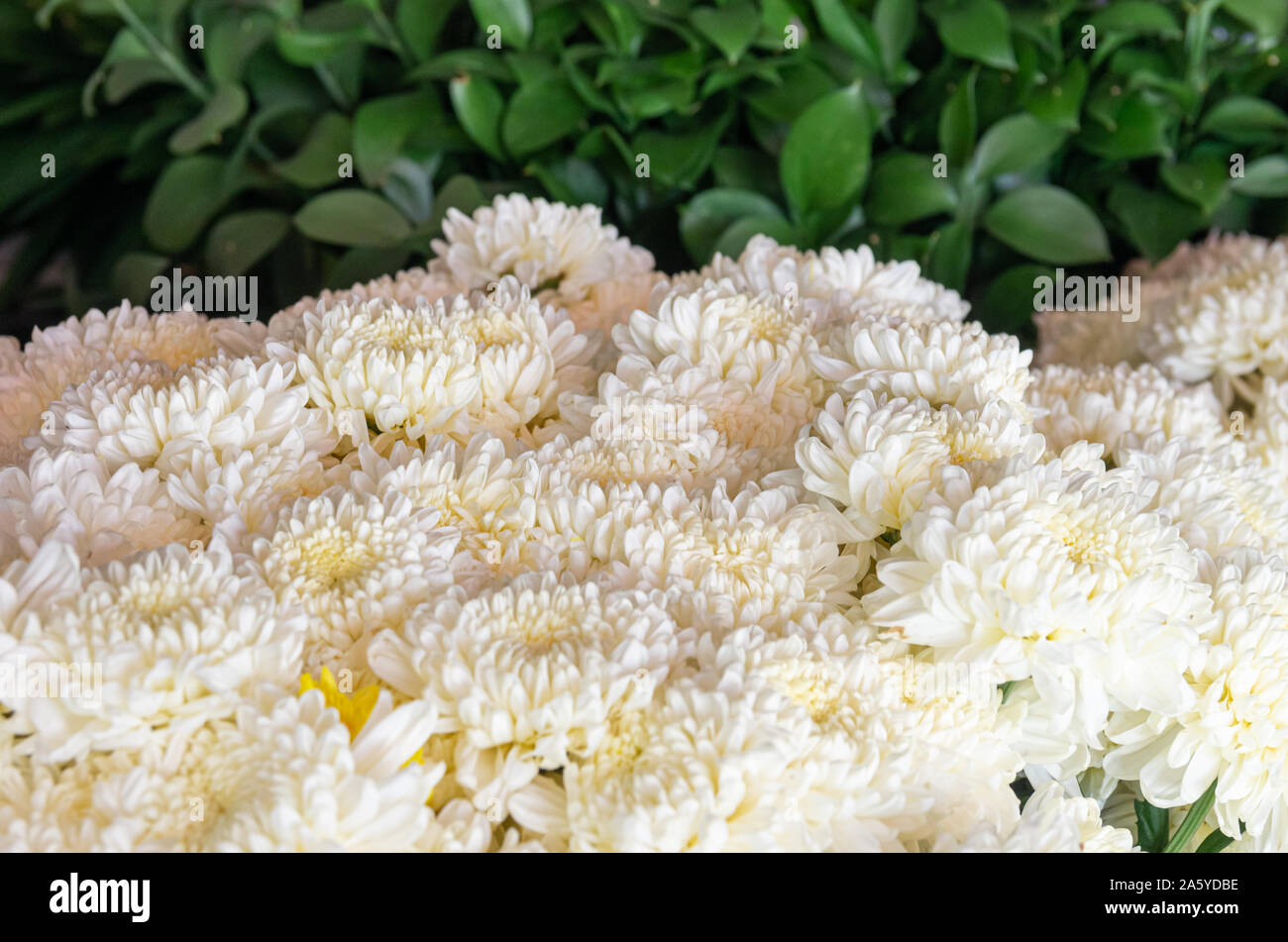 Bündel weißer Florist's Daisy (Chrysanthemum morifolium) grüne Blätter im Hintergrund - ausgewählte Fokus - text Raum Stockfoto