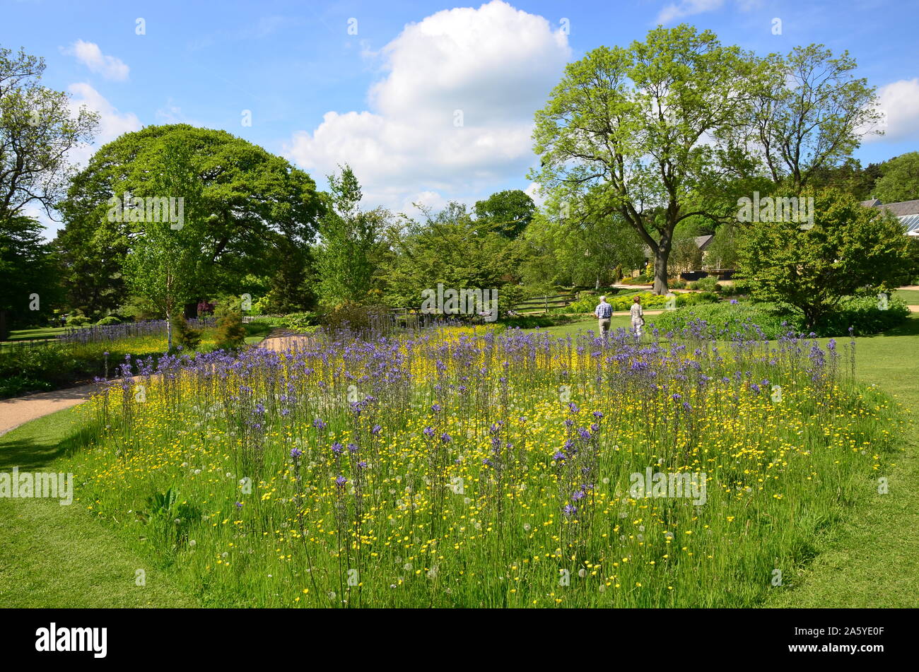 Wilde Blumenwiese, Harlow Carr Gärten, Harrogate Stockfoto