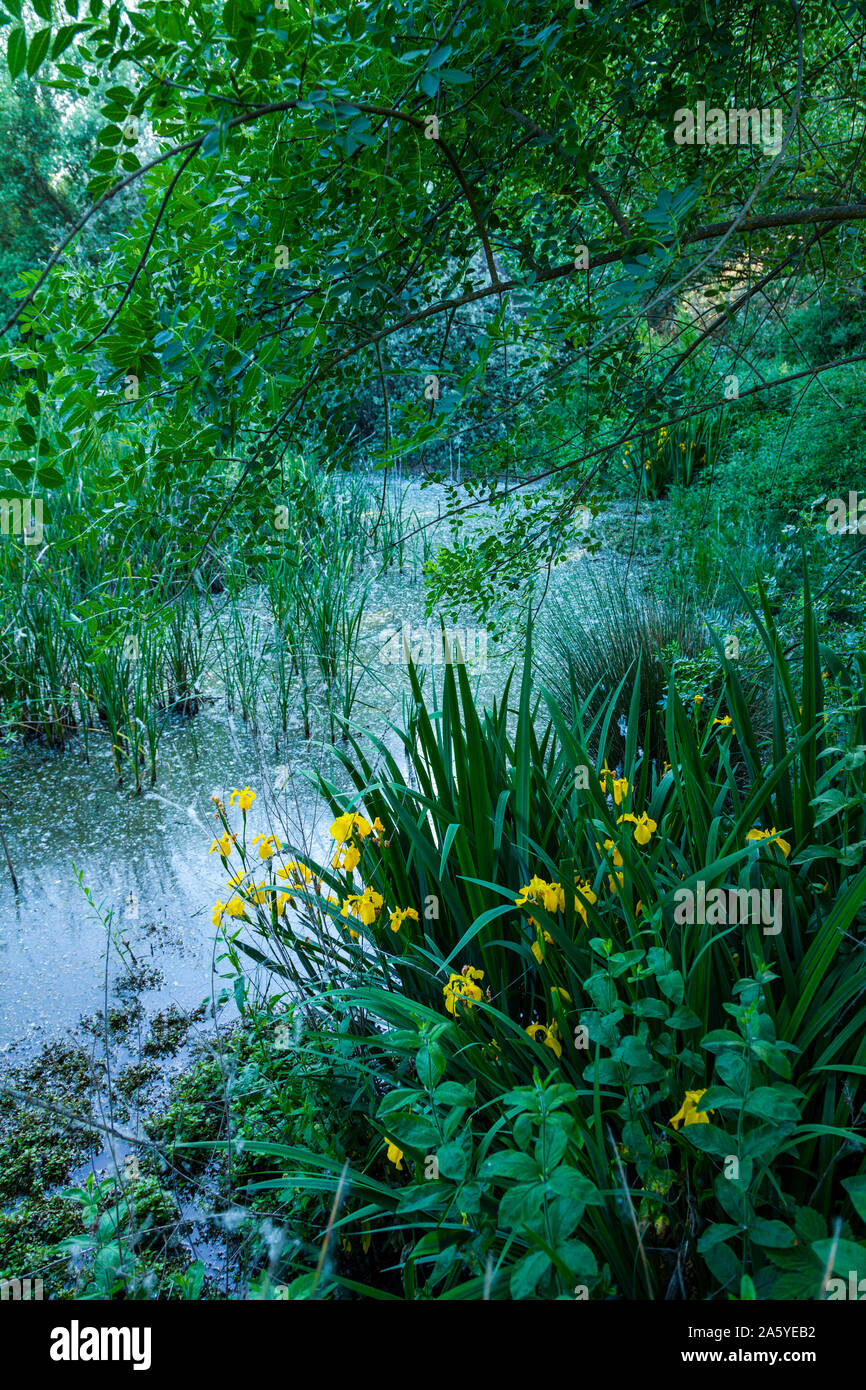 Gelbe Flagge - Gelbe Schwertlilie (Iris pseudacorus), das Tal des Flusses Ambroz, Cáceres, Extremadura, Spanien, Europa Stockfoto