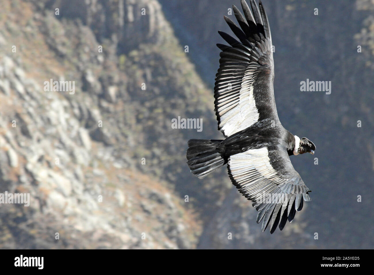 Andenkondor Vultur gryphus Colca Canyon, Peru Stockfoto