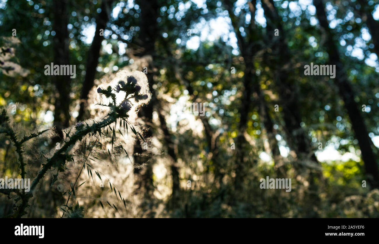 Tal des Flusses Ambroz, Cáceres, Extremadura, Spanien, Europa Stockfoto