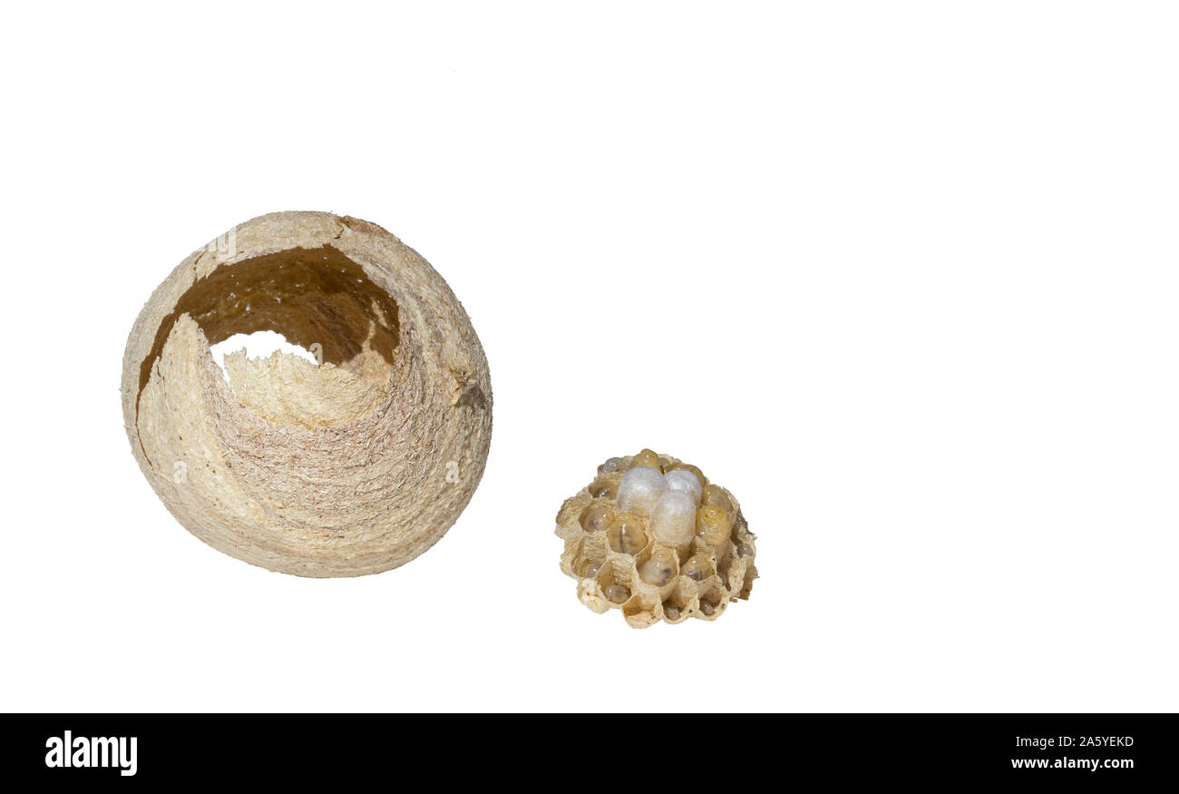 Hornissen Nest mit Eiern auf weißem Hintergrund. Wasp Insekten, Larven geschnitten Stockfoto
