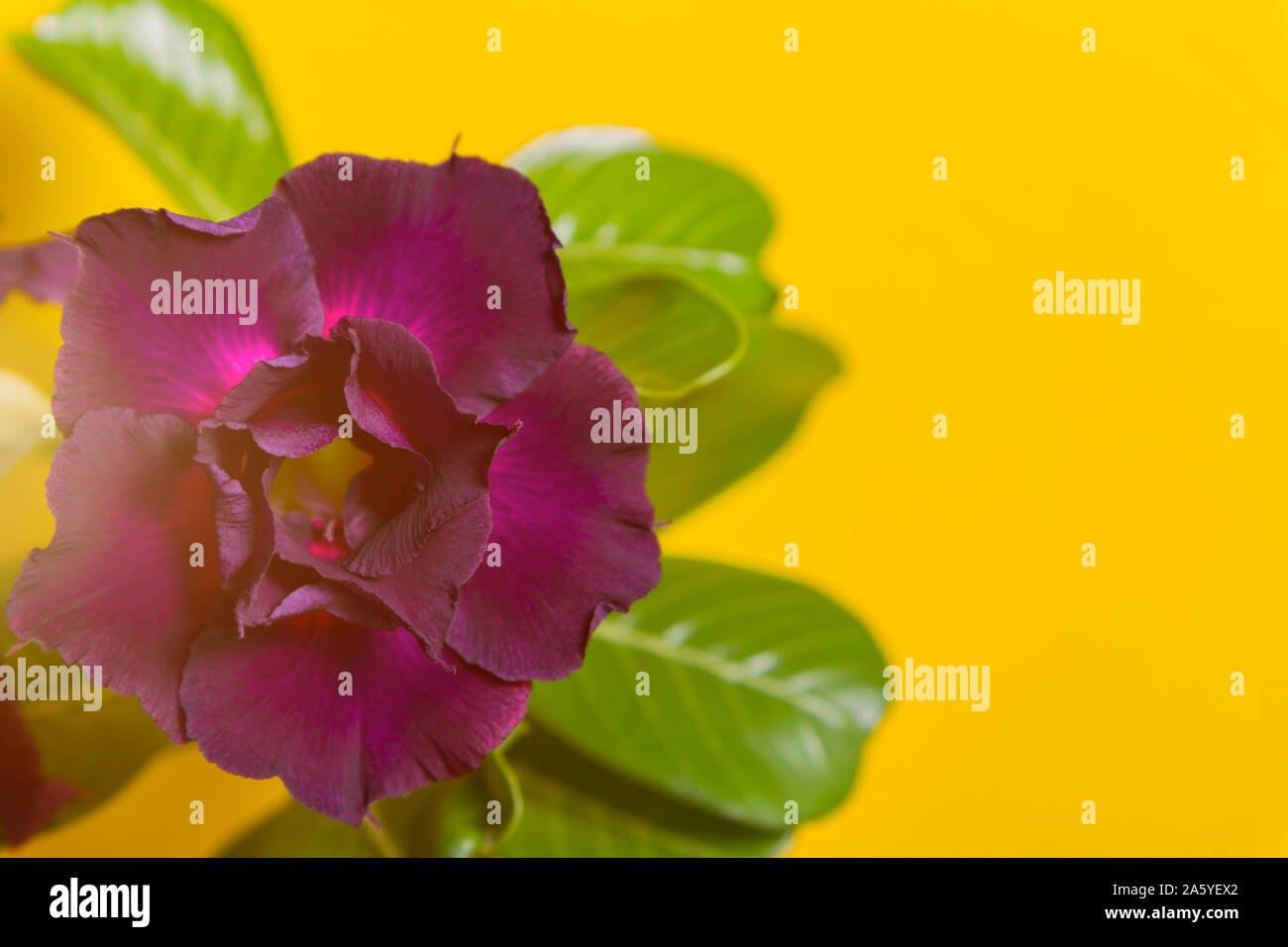 Dunkle blume Rose oder adeniums auf gelben Hintergrund, getönten Sonnenlicht. Copyspace für Text, Einladung. Close Up. Selektiver Fokus auf Blütenblätter. Stockfoto