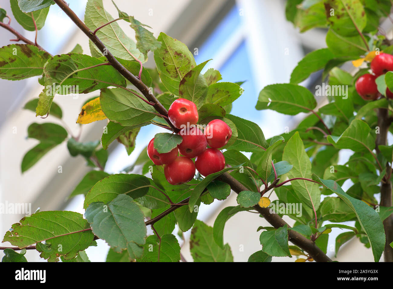 Kleine rote Früchte auf Plumleaf crab apple tree. Malus prunifolia oder Chinesischen crabapple Äpfel Stockfoto