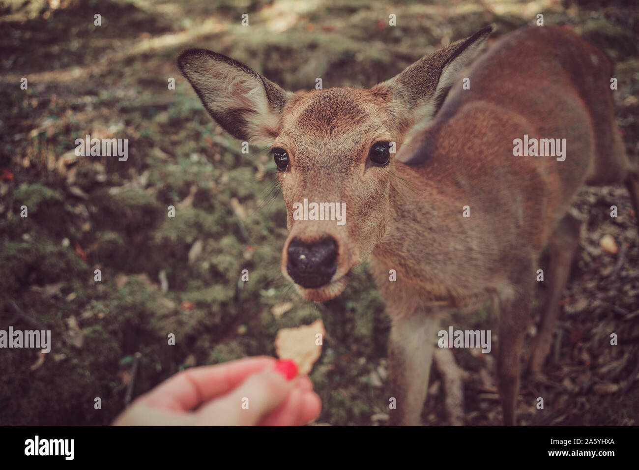 Fütterung von Reh, Hirsch ißt spezielle Cookies von seinen Händen, Nara, Japan mit einem Reh Stockfoto