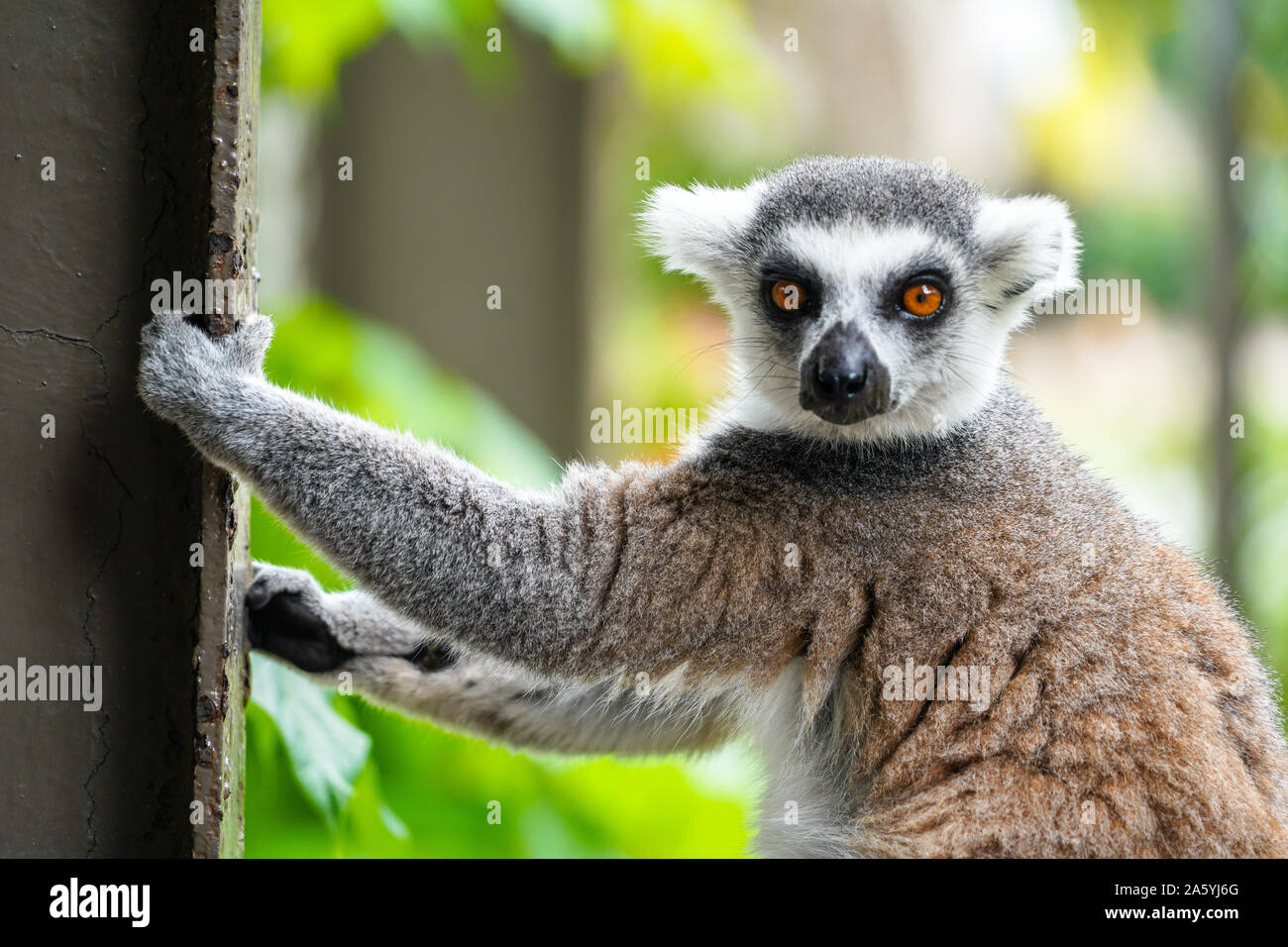 Ring tailed lemur Tier. Lemur catta Klettern auf den Zaun in der Natur Lebensraum Stockfoto