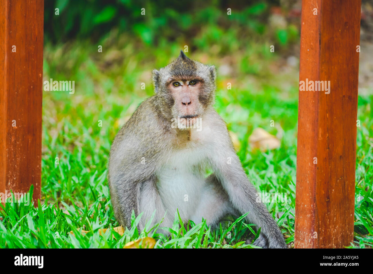 Ein wilder Affe oder Affe im Zoo oder Dschungel, in Phu Quoc Zoo, Vietnam. Stockfoto