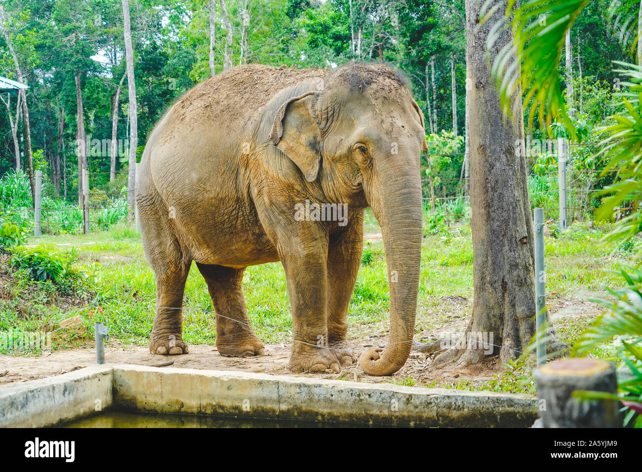 Ein Elefant allein im Zoo bei Tageslicht in Phu Quoc, Vietnam. Stockfoto