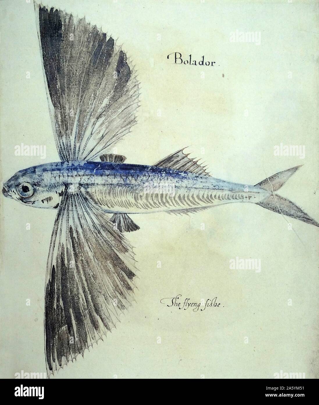 Flying-Fish (Litho), White, John (fl.1570-93) Stockfoto