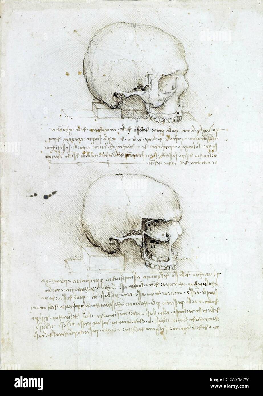 anatomische Zeichnung eines Schädels mit Text von Leonardo Da Vinci Stockfoto